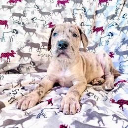 Girl 4 - Merle Great Dane puppy in Wisconsin from Starry Night Great Danes