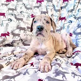 Girl 4 - Merle Great Dane puppy in Wisconsin from Starry Night Great Danes