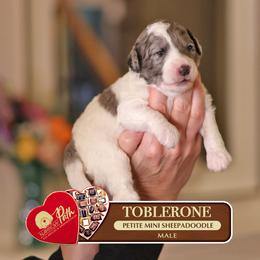 Toblerone - Blue merle and white male Sheepadoodle puppy in Cleveland, Tennessee from Narrow Path Old English & Sheepadoodles