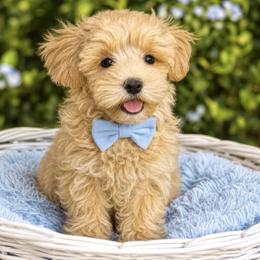 Cooper - Apricot male Maltipoo puppy in Lancaster, South Carolina from 3 Bs Havanese-PUPPIES with  PURPOSE