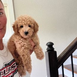 Pixie - Red  female Goldendoodle puppy in New Waverly, Texas from C.P. Puppy Buddies