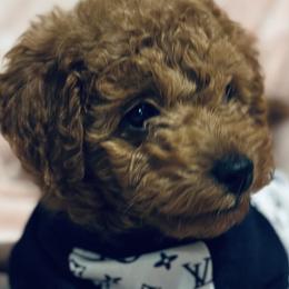 Poodles from Herringbone ‘s Poodles