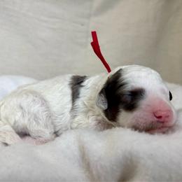 Red - Merle male Bernedoodle puppy in Hesperia, Michigan from Red Acres Poodles & Doodles