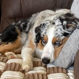 Australian Shepherd All Grown Up from Muckalee Lane Aussies
