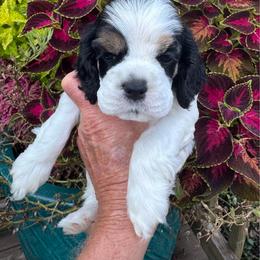 Girl 2 - Black white and tan female Cocker Spaniel puppy in Beech Island, South Carolina from Mike's Best Friends