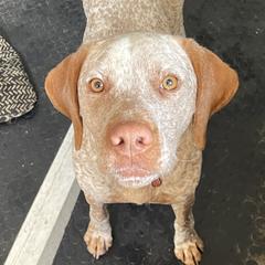 Gus - Braque du Bourbonnais