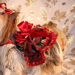 Dachshunds and Yorkshire Terriers from Crown Jewel Kennels
