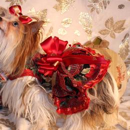 Dachshunds and Yorkshire Terriers from Crown Jewel Kennels