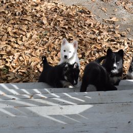 Siberian Husky Puppies from Dreamers Mile