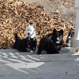 Siberian Husky Puppies from Dreamers Mile