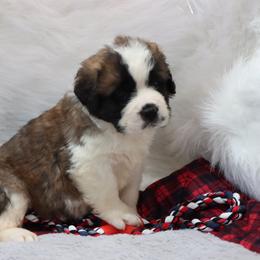 Saint Bernard Puppies from Megan Hostetler