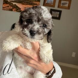 Girl 4 - Black and white female Cockapoo puppy in Joplin, Missouri from Double J Cockapoos