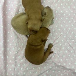 3 - Golden female Golden Retriever puppy in Denton, Maryland from Golden Horse Farm