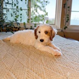 Colin - Parti male Goldendoodle puppy in Barstow, California from Golden Desert Doodles