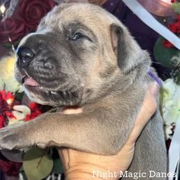 Blue fawn girl - Fawn female Great Dane puppy in Georgia from Night Magic Danes