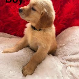 Golden Retriever Puppies from American True Golden retriever