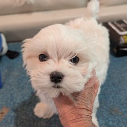 Puppy 2 - White male Maltese puppy in Spring Hill, Florida from Cher Chien Maltese