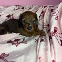 Maple - Dapple female Dachshund puppy in Lake City, Florida from My Ditzy Doxies of Florida