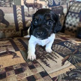 Little Foot - Piebald female Dachshund puppy in Quemado, New Mexico from TNT Dachshunds
