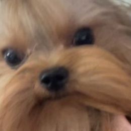 Mello - Yorkshire Terrier