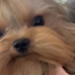 Mello - Yorkshire Terrier