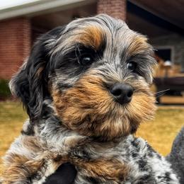 Irving - Merle male Bernedoodle puppy in Bountiful, Utah from Red Brick Doodles