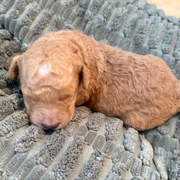 Tommy - Caramel male Labradoodle puppy in Bruceton Mills, West Virginia from Adonai Ra'ah Farms