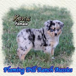 Kona - Blue merle female Toy Australian Shepherd puppy in Forestburg, Texas from Flaming Dill Ranch Aussies