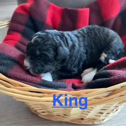 King - Tri-color male Bernedoodle puppy in Battle Creek, Michigan from T-Rose’s Bernedoodle & Pomsky Puppies