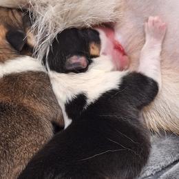 Girl 1 - Black and tan female Pembroke Welsh Corgi puppy in Purcellville, Virginia from Rhone River Farm Pembroke Welsh Corgis
