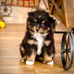 Paw Patrol Everest - Black tri female Toy Australian Shepherd puppy in Tennessee from Coolsprings Aussies