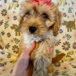 Rosie - Apricot female Cavapoo puppy in Howe, Oklahoma from Cuddly Cavapoos