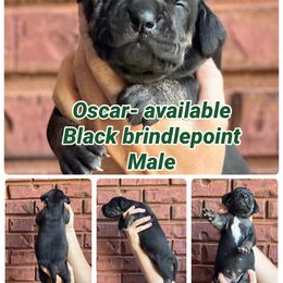 Oscar - Black male Great Dane puppy in Altoona, Alabama from Sovereignty Woods Great Danes