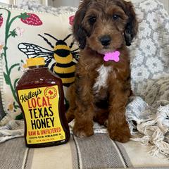 Cookie - Red female Irish Doodle puppy in Indiahoma, Oklahoma from Farm Fresh Doodles