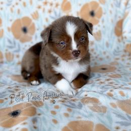 Daisy - Red merle female Toy Australian Shepherd puppy in Liberty Hill, Texas from Pistol Paws Aussies