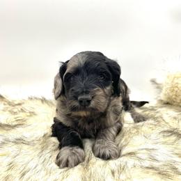 Aussiedoodle Puppies from Deep Creek Mini Aussiedoodles