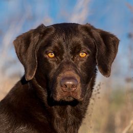 Dolly - Labrador Retriever