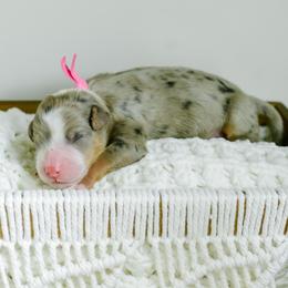 Sarah - female Australian Mountain Doodle puppy in Spanish Fork, Utah from K Brand Doodles