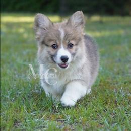 Farrah (Fluff) - Red female Pembroke Welsh Corgi puppy in Straughn, Alabama from Magnolia Creek Corgis