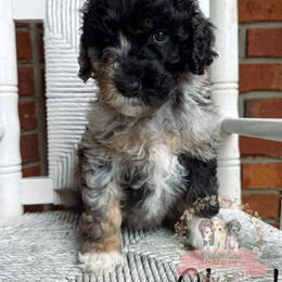 Aussiedoodle Puppies from Ridgeline Doodles