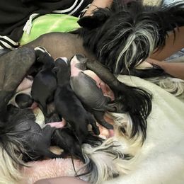 Chinese Crested Puppies from Willow Creek Cresteds, Riverview Doodles