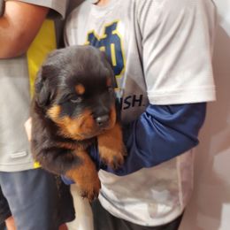Rottweiler Puppies from White Haus Rottweilers