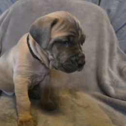 Cane Corso Puppies from Stone Cane Corso