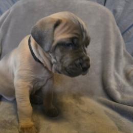 Cane Corso Puppies from Stone Cane Corso