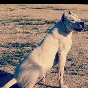 Mags - Dogo Argentino
