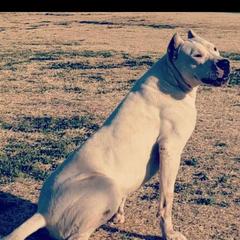 Mags - Dogo Argentino
