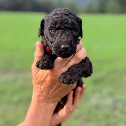 Oliver - Black male Goldendoodle puppy in Jasper, Georgia from Harrington Doodles & Poodles