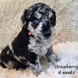 Strawberry - Merle Goldendoodle puppy in Sacramento, California from M&M G-Doods