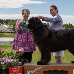 Newfoundlands from Tickle Bay Newfoundlands