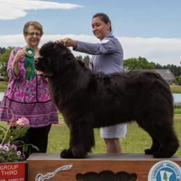 Newfoundlands from Tickle Bay Newfoundlands